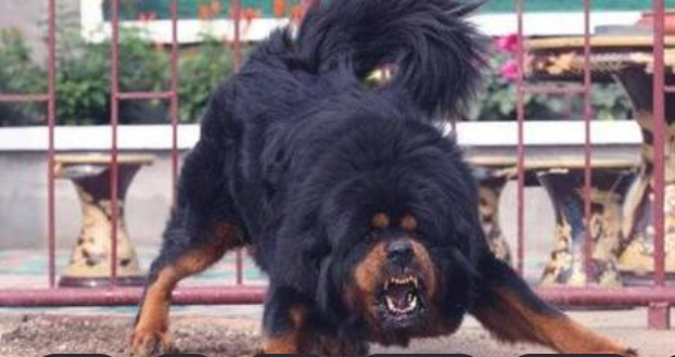 被未拴绳大型犬惊吓致摔倒受伤，“无接触式”伤害谁来担责？判了！